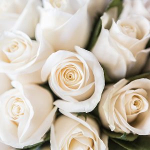Docena de rosas Blancas Cali
