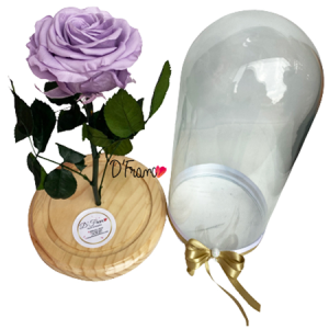 ROSA ETERNA LILA MIA