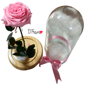 ROSA ETERNA ROSADA