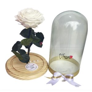 ROSA INMORTALIZADA BLANCA