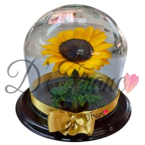 Girasol eterno cali