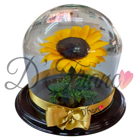 Girasol eterno cali