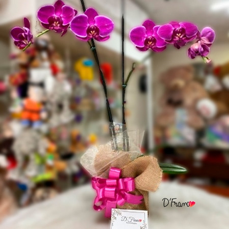 ORQUIDEA MORADA PHALAENOPSIS