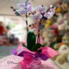 Orquídea morado veteado phalaenopsis