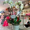 Orquídea phalaenopsis blanca